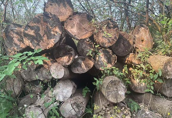 一批涉案木材網(wǎng)絡(luò)拍賣公告